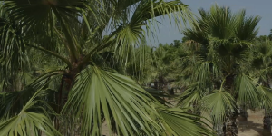 Mali2